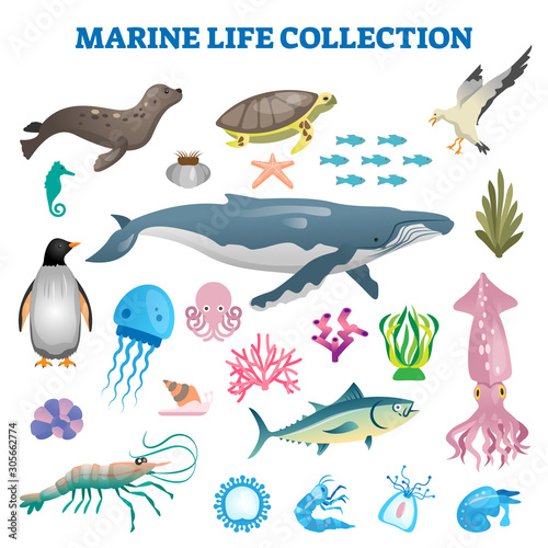 Marine life collection vector illustration. Sea and ocean wild fauna fishes