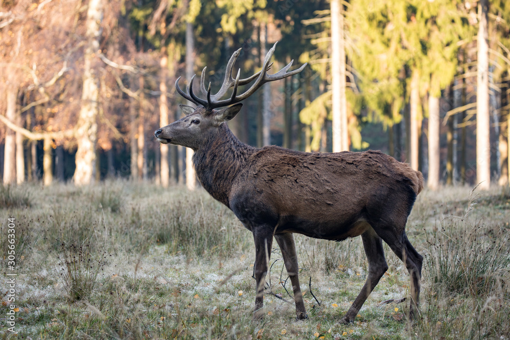 Deer with impressive antlers when eating Deer with impressive antlers when eating
