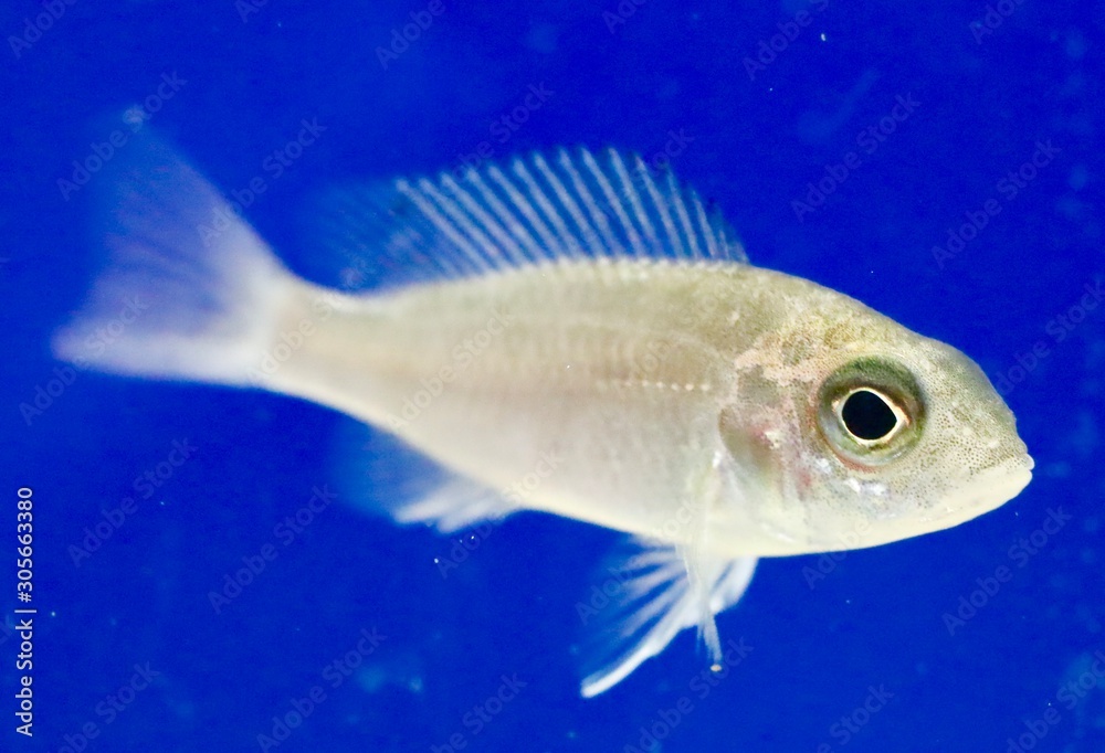 colourful fish in an aquarium colourful fish in an aquarium