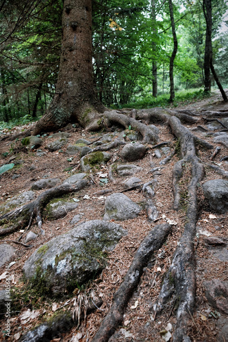 Naked roots in the heart of the forest
