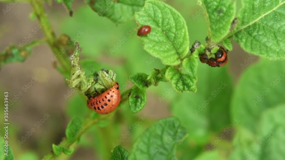 Colorado potato beetle larva eats potato leaves in the garden. Pests and parasites destroy crops in agriculture