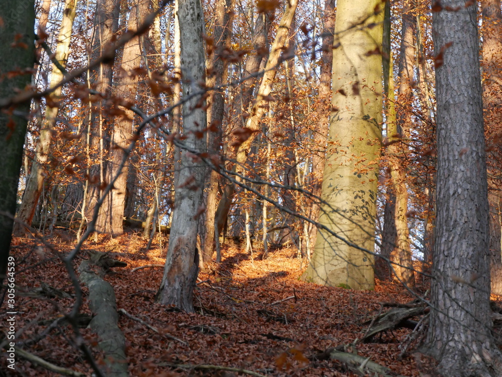 Obraz premium Herbstwald