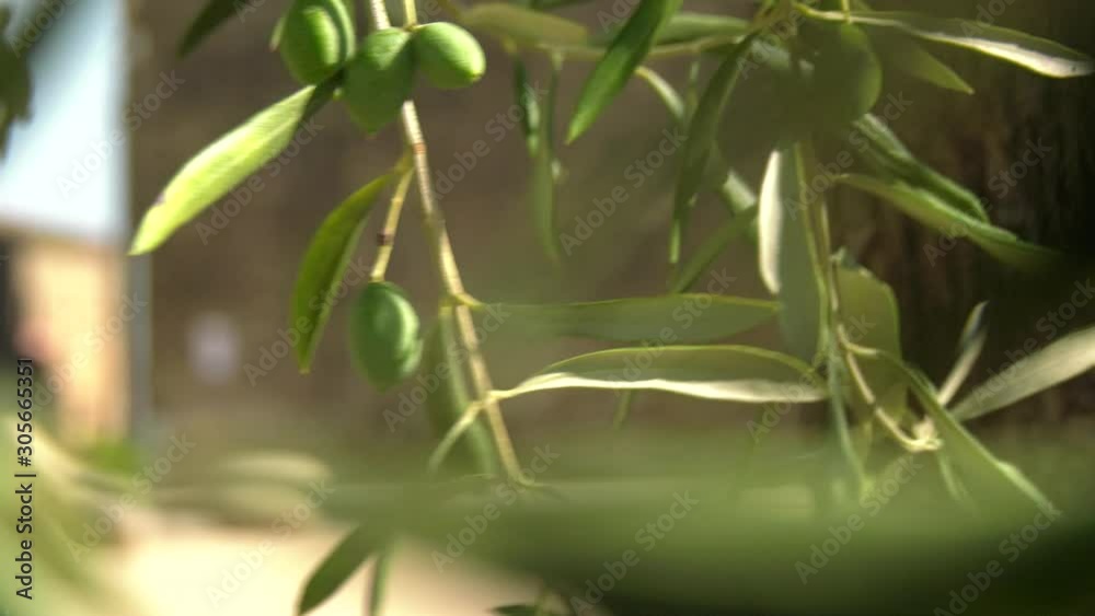 Olivo