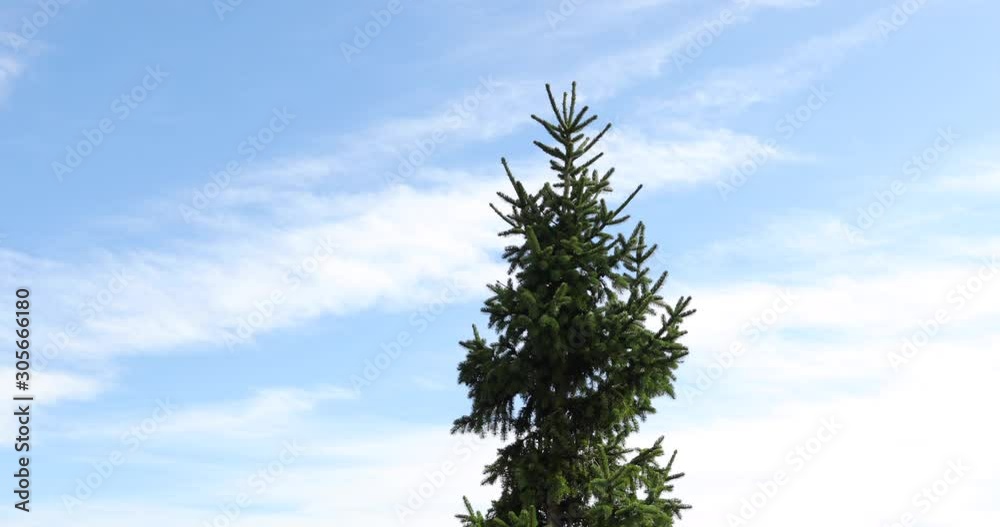 Detail view of a spruce tree crown during strong wind when the tree bends to the sides in background of a blue sky with clouds in the Beskids Area a windy sunny day in Radhost Pustevny area 4k 60fps. Detail view of a spruce tree crown during strong wind when the tree bends to the sides in background of a blue sky with clouds in the Beskids Area a windy sunny day in Radhost Pustevny area 4k 60fps.