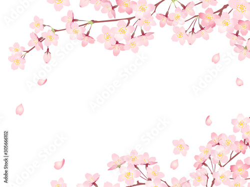 Fotobehang Frame of Sakura Cherry Blossoms/Spring flower of Japan /white background