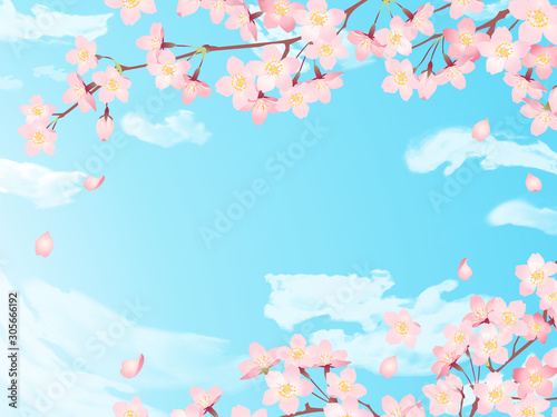 Frame of  Sakura  Cherry Blossoms Spring flower of Japan  blue sky background