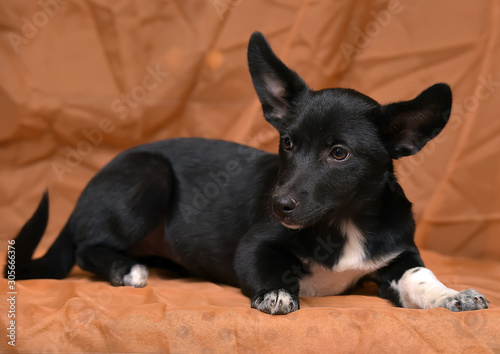 black and white lop-eared dog mestizo on a brown background photo