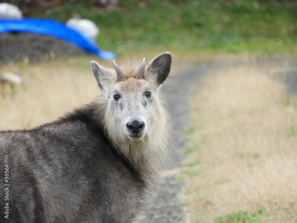 Fototapeta premium 里のニホンカモシカ