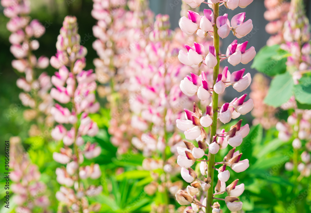 Pink Lupin Flowers 