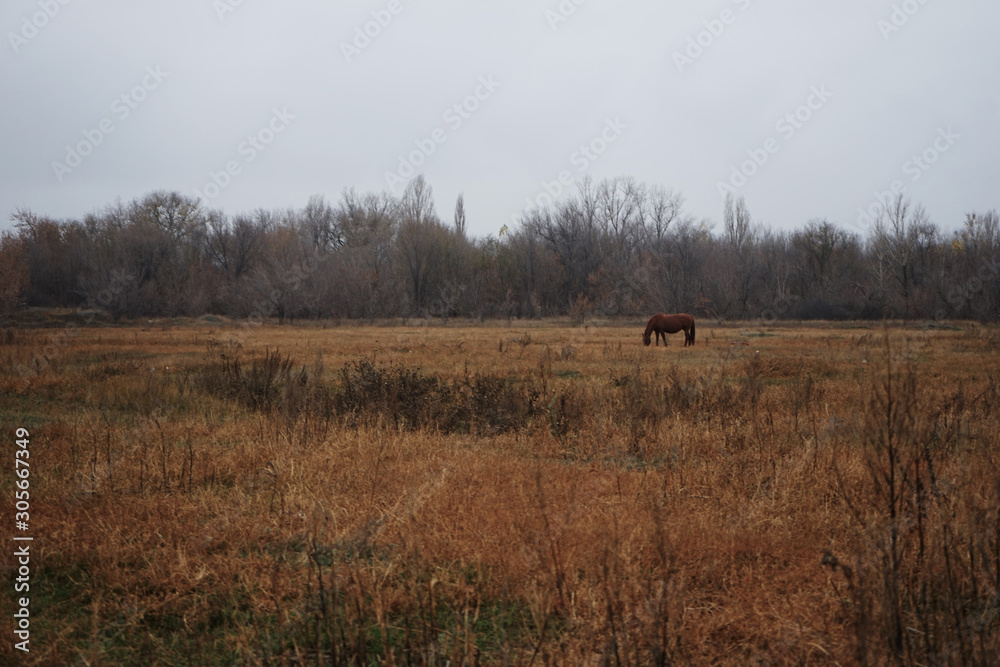 Naklejka premium horses in field