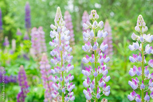 Purple Lupin Flowers  © AllNikArt