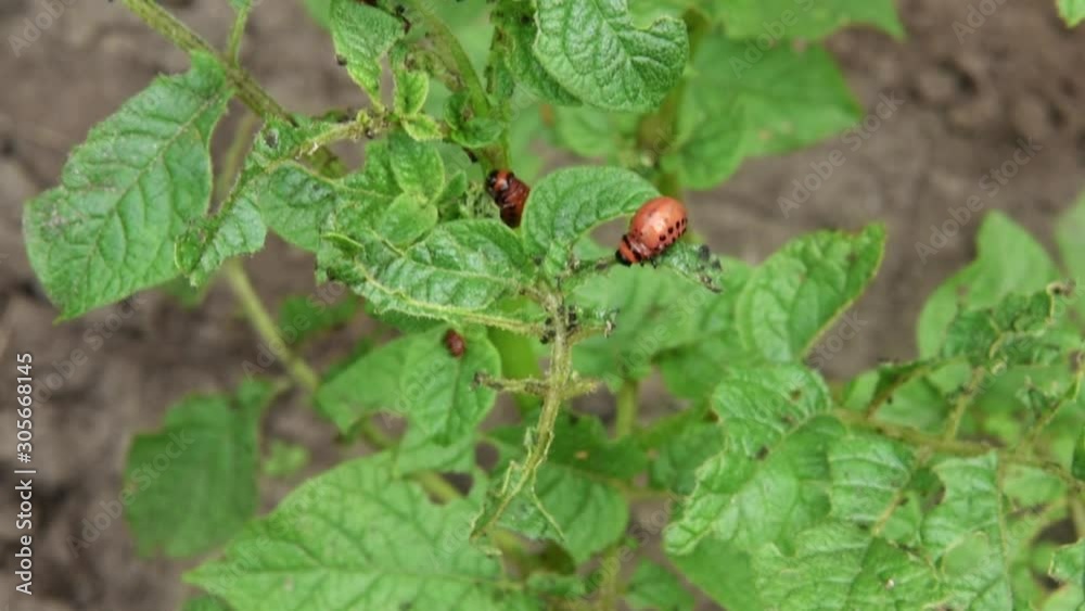 Colorado potato beetle larva eats potato leaves in the garden. Pests and parasites destroy crops in agriculture Colorado potato beetle larva eats potato leaves in the garden. Pests and parasites destroy crops in agriculture