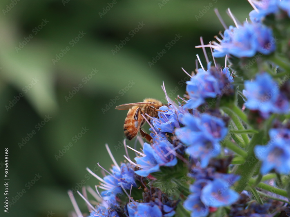 macro photo of insects closeup macro photo of insects closeup
