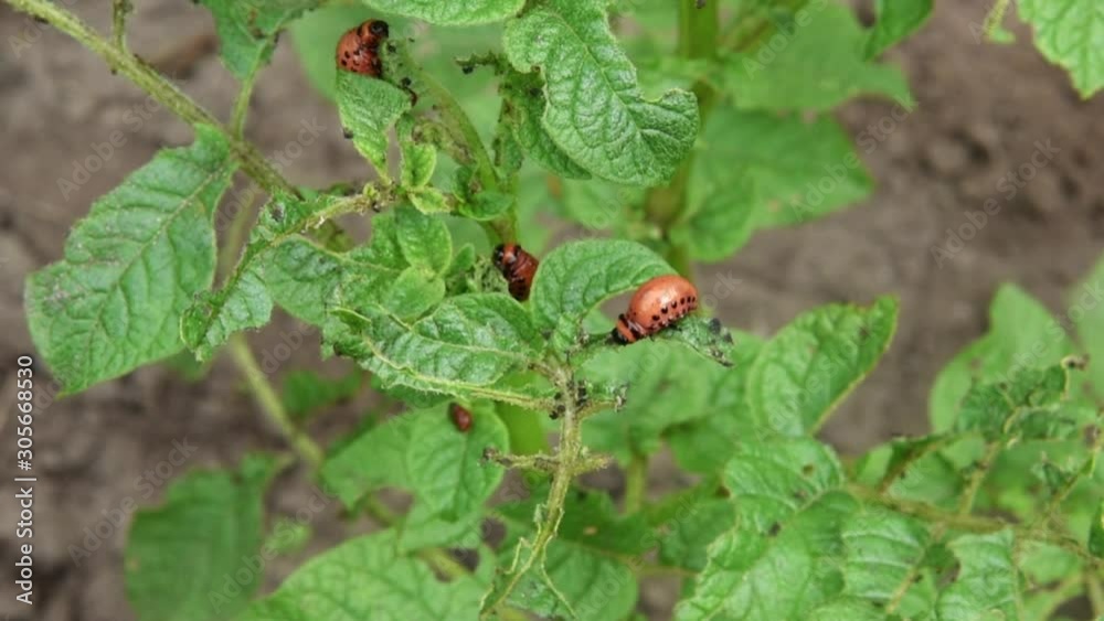 Colorado potato beetle larva eats potato leaves in the garden. Pests and parasites destroy crops in agriculture Colorado potato beetle larva eats potato leaves in the garden. Pests and parasites destroy crops in agriculture