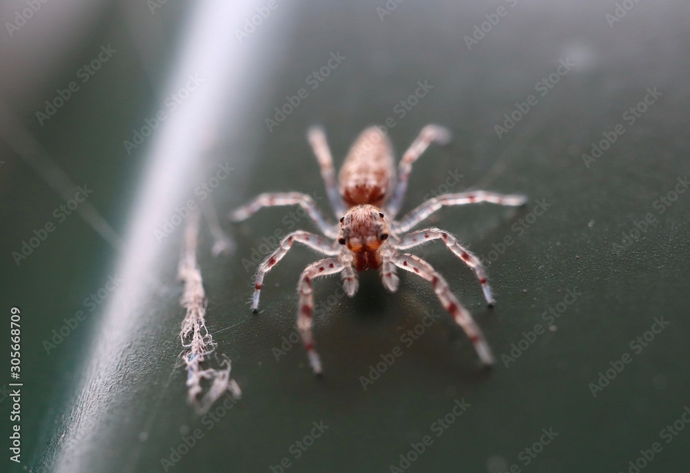 Fototapeta premium macro photo of insects closeup