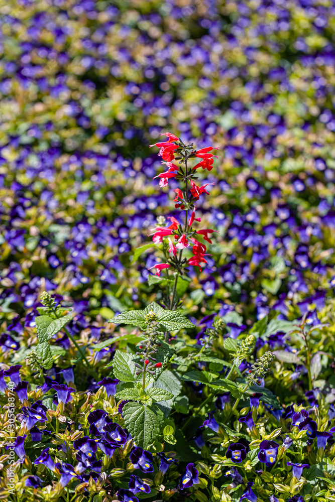 Naklejka premium A beautiful wishbone flower for background