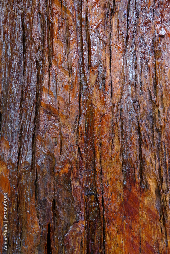Obraz premium old wood texture