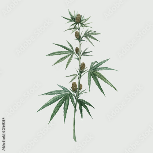 Beautiful vector watercolor medical marijuana illustration. Natural therapeutic drug.