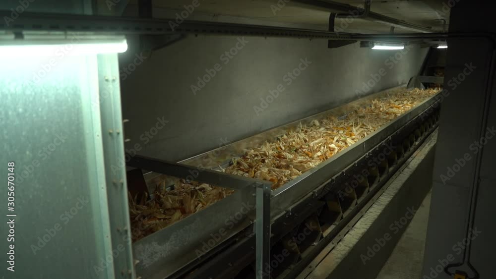 Corn move in tape conveyor under ground in dry place HD Corn move in tape conveyor under ground in dry place HD