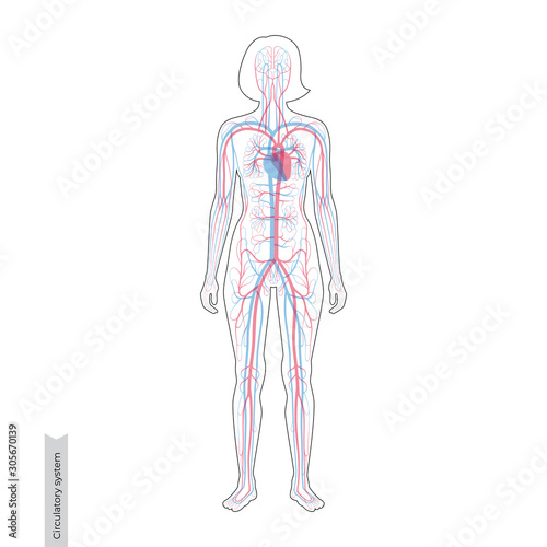 circulatory system anatomy