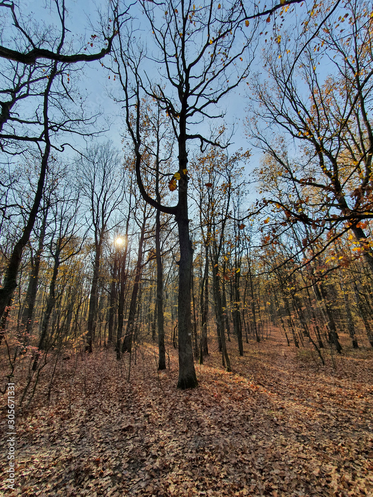 Las Łagiewniki. Miasto Łódź, Polska.
