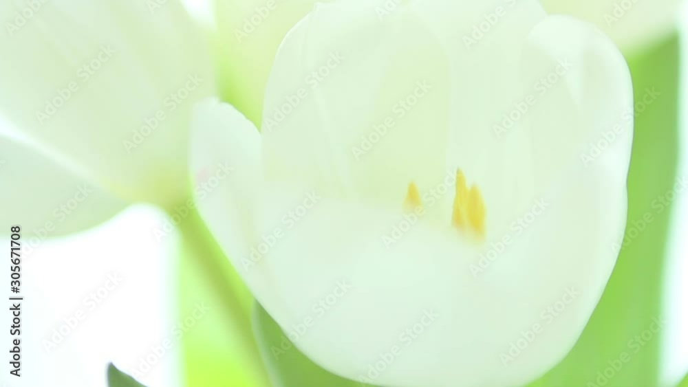 Five white tulips with white background gently moved by the wind. Fresh tulip petals. Five white tulips with white background gently moved by the wind. Fresh tulip petals.