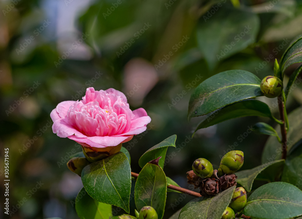 Camellia flower with morning light Camellia flower with morning light