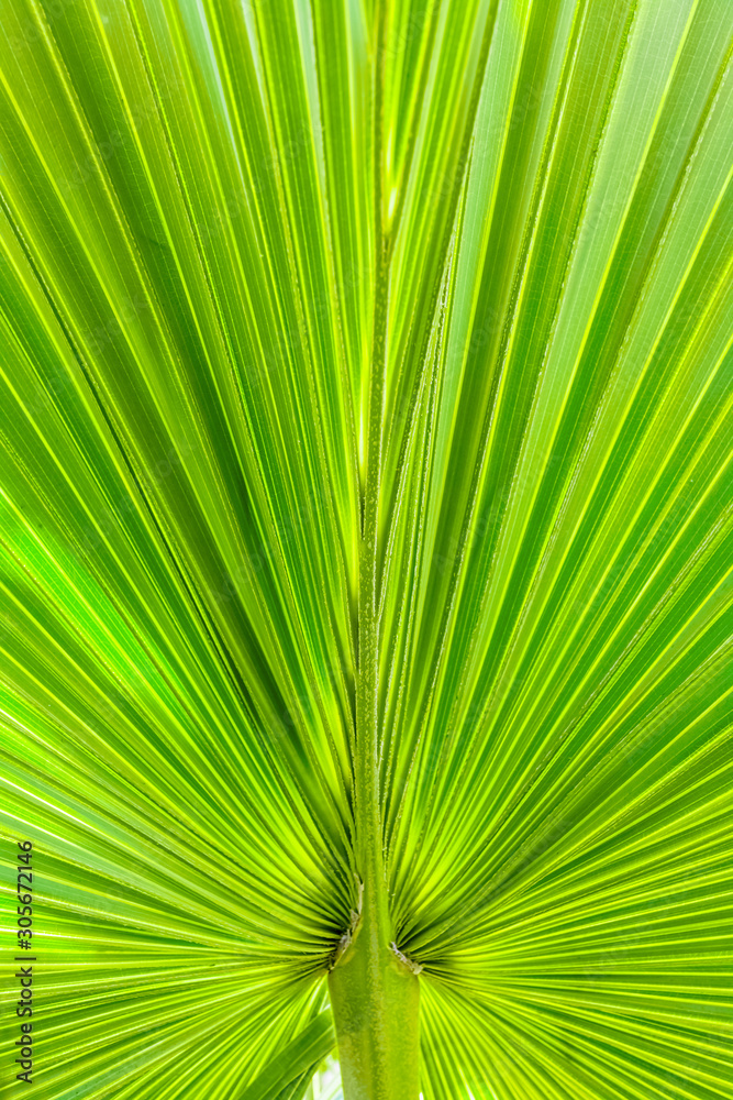 Fototapeta premium palm tree leaf