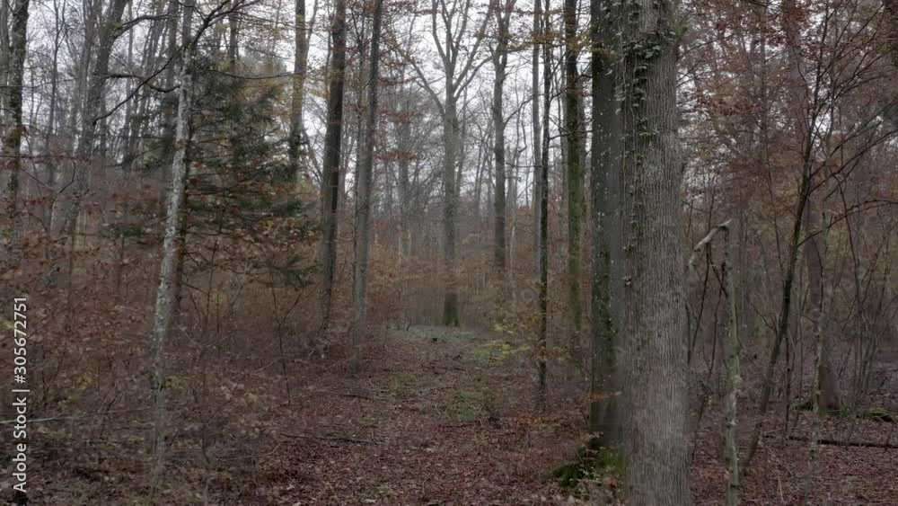 Flying through the woods in November in 4K Flying through the woods in November in 4K