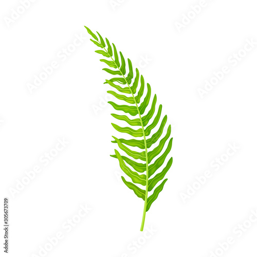 Green Leaf of Fern Isolated On White Background Vector illustration