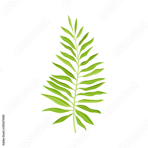 Fern Plant Decorative Leaf Isolated On White Background