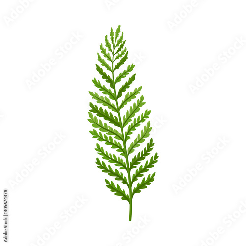 Green Branch of Wild Fern Vector Illustration For Graphic Decoration of Cards