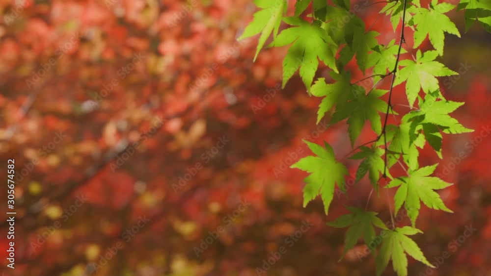 美しく紅葉した木 ズームアウト 美しく紅葉した木 ズームアウト