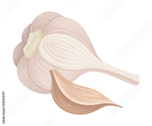 Garlic Bulb Isolated On White Background Vector Item