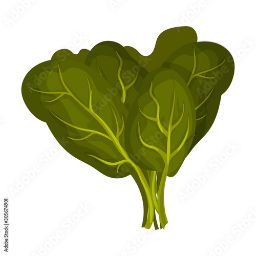Raw Spinach For Gnocchi Preparation Vector Illustration