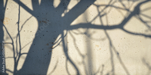 shadow of a tree on concrete wall