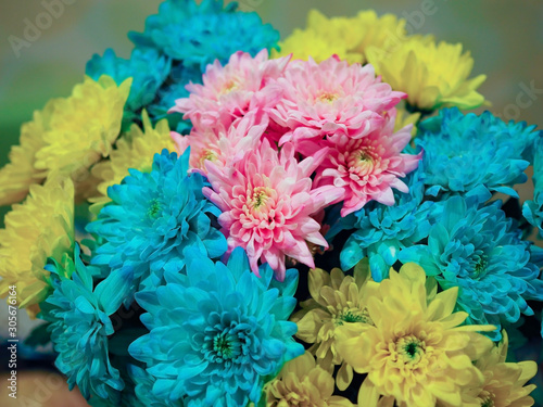 Multi-colored chrysanthemums. Motley rainbow bouquet. Blue, yellow, white, pink flowers. Flower background