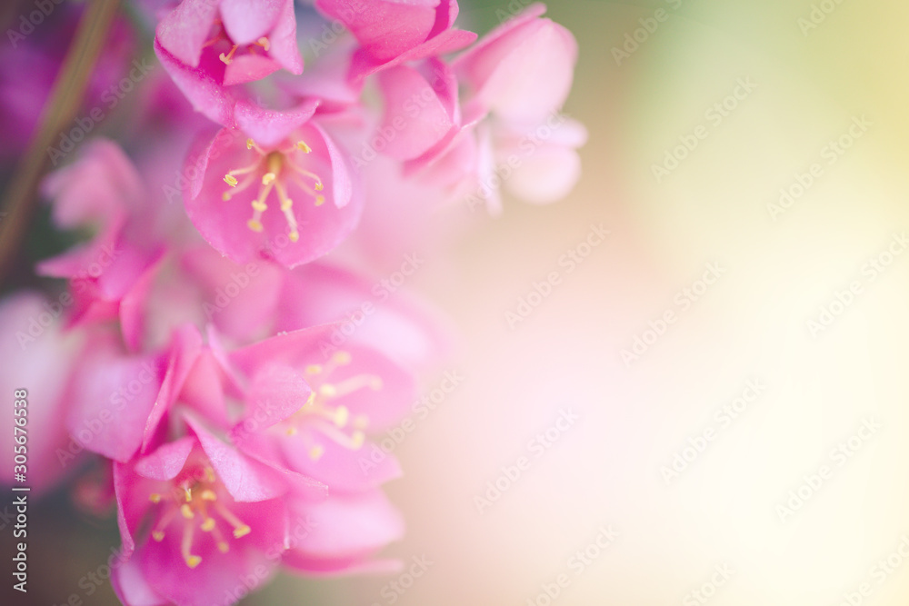 Pwgchmpo flowers in springtime, beautiful pink flowers