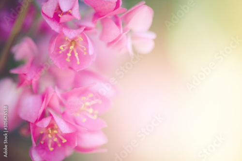 Pwgchmpo flowers in springtime, beautiful pink flowers