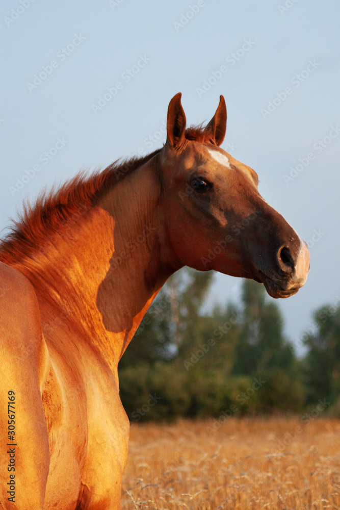 Chestnut russian don breed horse looking backwards in the evening sunset in oat filed. Animal portrait.