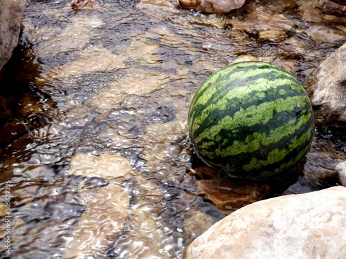 Photo of a fresh watermelon lying in clear shallow water on brownish stones. Watermelon getting cooled and washed in mountain river.
