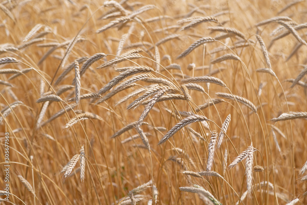 Ears of golden wheat closeup. Wheat field. Beautiful agriculture background Ears of golden wheat closeup. Wheat field. Beautiful agriculture background