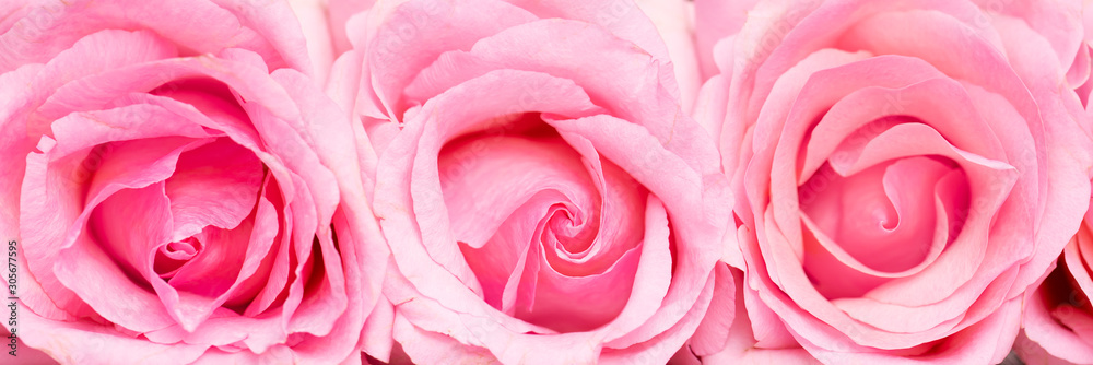 Pink roses close up macro banner valentine's concept