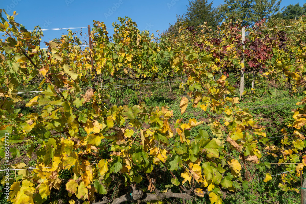 Vineyards in the park of Montevecchia and Curone, Italy, at fall