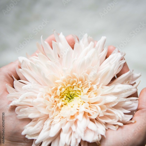 Fotografie chrysantheme