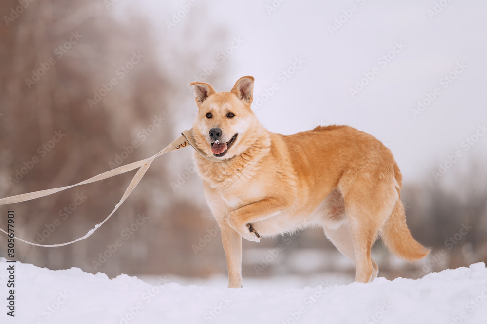 mixed breed dog standing in the snow with paw up