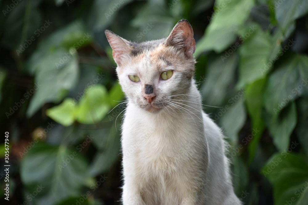 White Street Cat with Calico Face, Medium Close-up, Beirut, Lebanon White Street Cat with Calico Face, Medium Close-up, Beirut, Lebanon