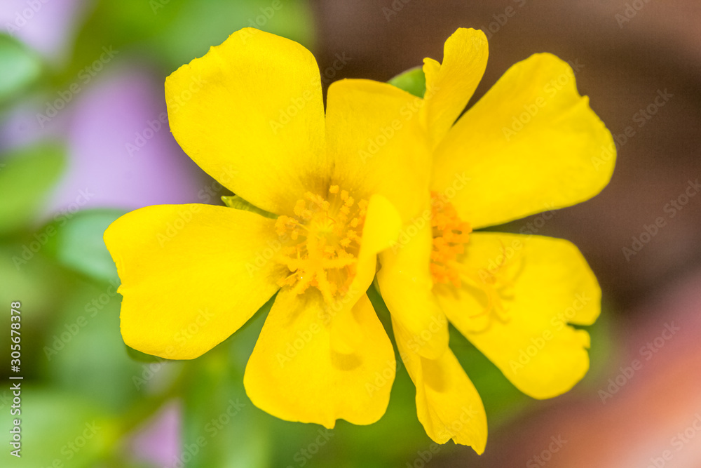 Fleurs de pourpier 