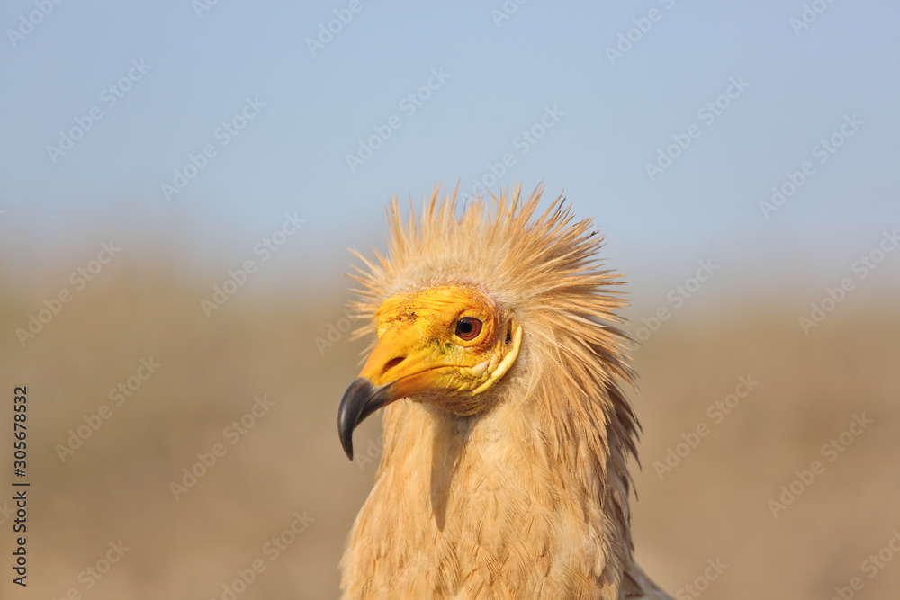 Egyptian Vulture (Neophron percnopterus), Socotra island Egyptian Vulture (Neophron percnopterus), Socotra island