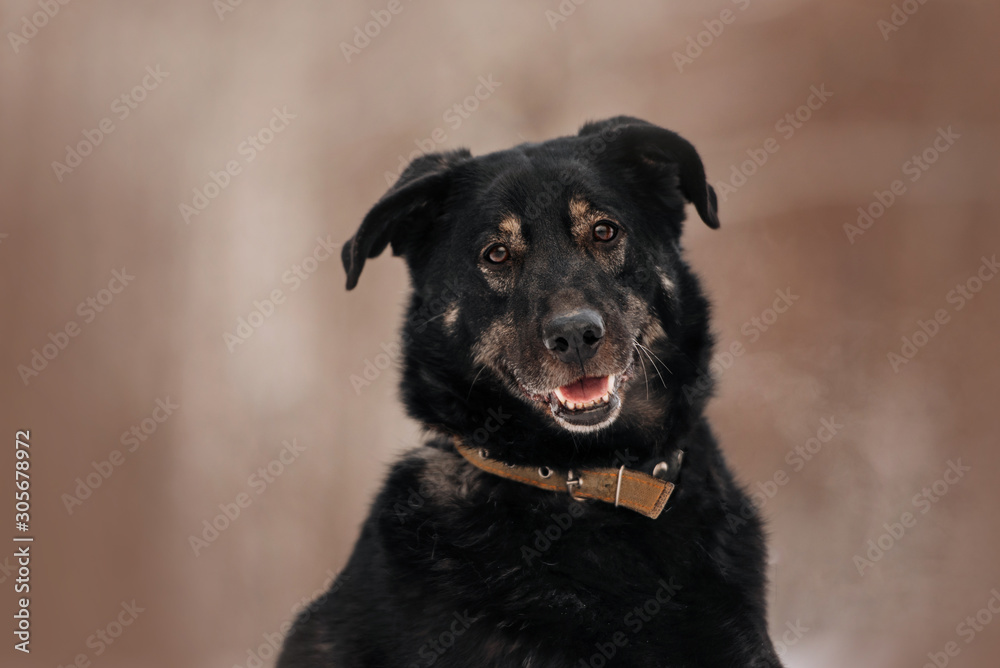 mixed breed dog portrait outdoors in winter